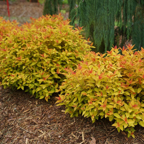 Proven Winners® Double Play® Candy Corn® Spiraea Shrub