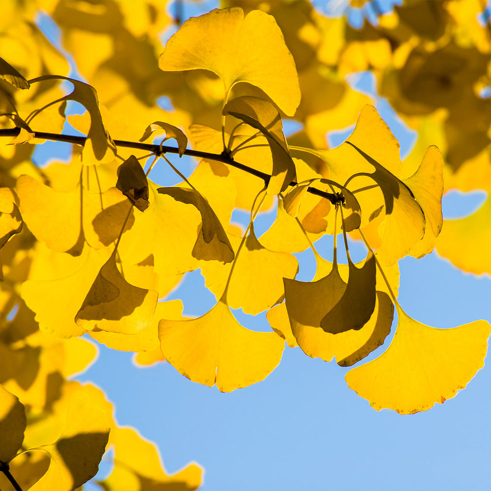 Spring Grove Ginkgo Tree