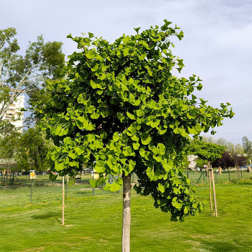 Spring Grove Ginkgo Tree