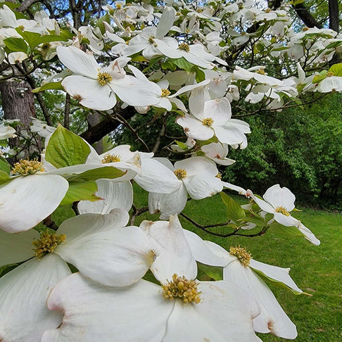 Spring Grove Dogwood Tree