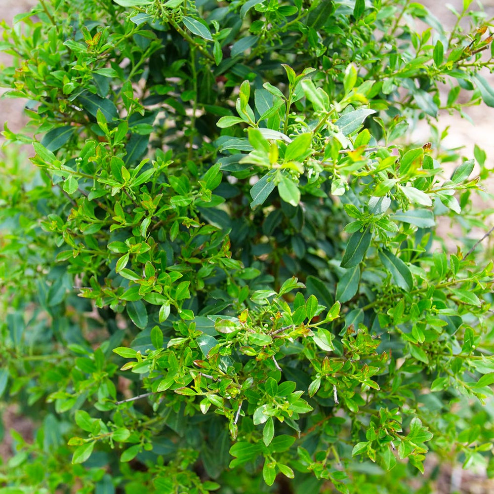 Proven Winners® Squeeze Box Inkberry Holly Shrub