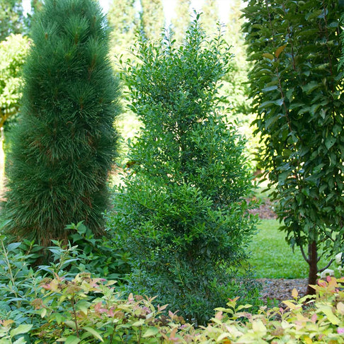 Proven Winners® Squeeze Box Inkberry Holly Shrub