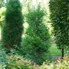 Proven Winners® Squeeze Box Inkberry Holly Shrub