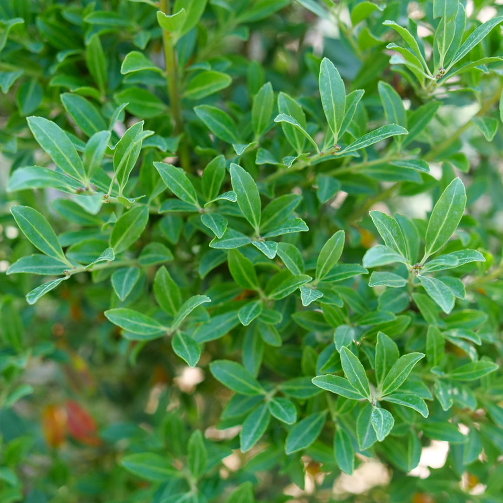 Proven Winners® Squeeze Box Inkberry Holly Shrub