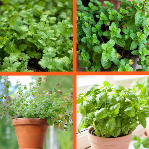 Start Fresh Organic Herb 4 Pack Plant