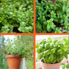 Start Fresh Organic Herb 4 Pack Plant