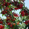 Stella Cherry Tree