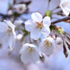 Juliet Dwarf Cherry Bush