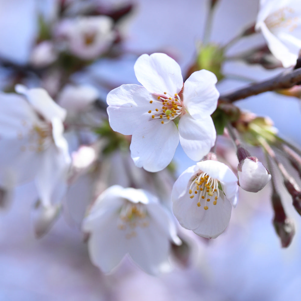 Juliet Dwarf Cherry Bush