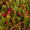 Stevens Cranberry Bush