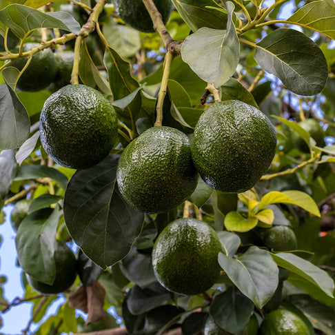 Stewart Avocado Tree