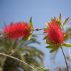 Red Cluster Bottlebrush