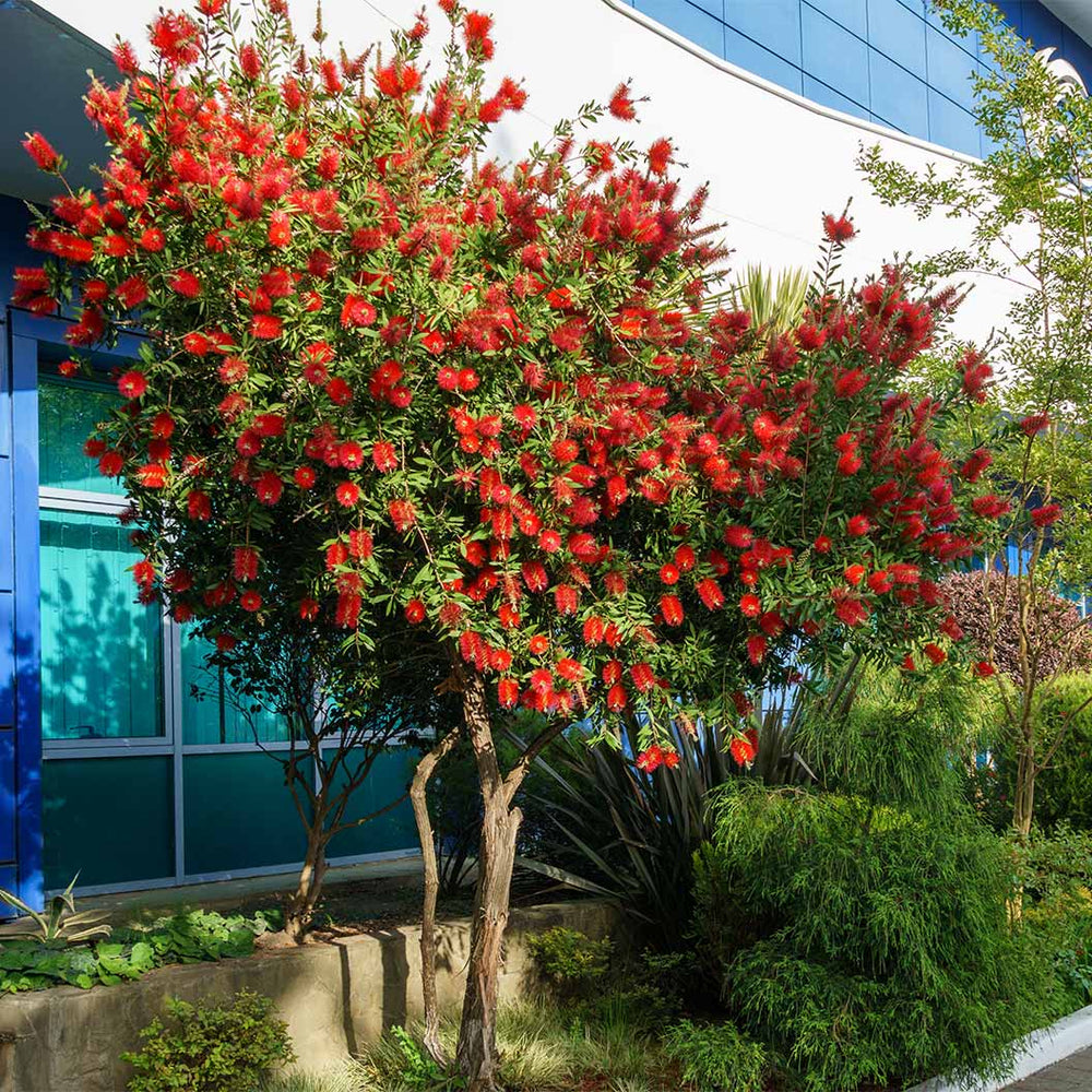 Red Cluster Bottlebrush Shrub