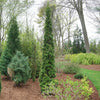 Proven Winners® Sting® Arborvitae