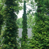 Proven Winners® Sting® Arborvitae