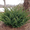 Proven Winners® Stonehedge Dark Druid® Yew