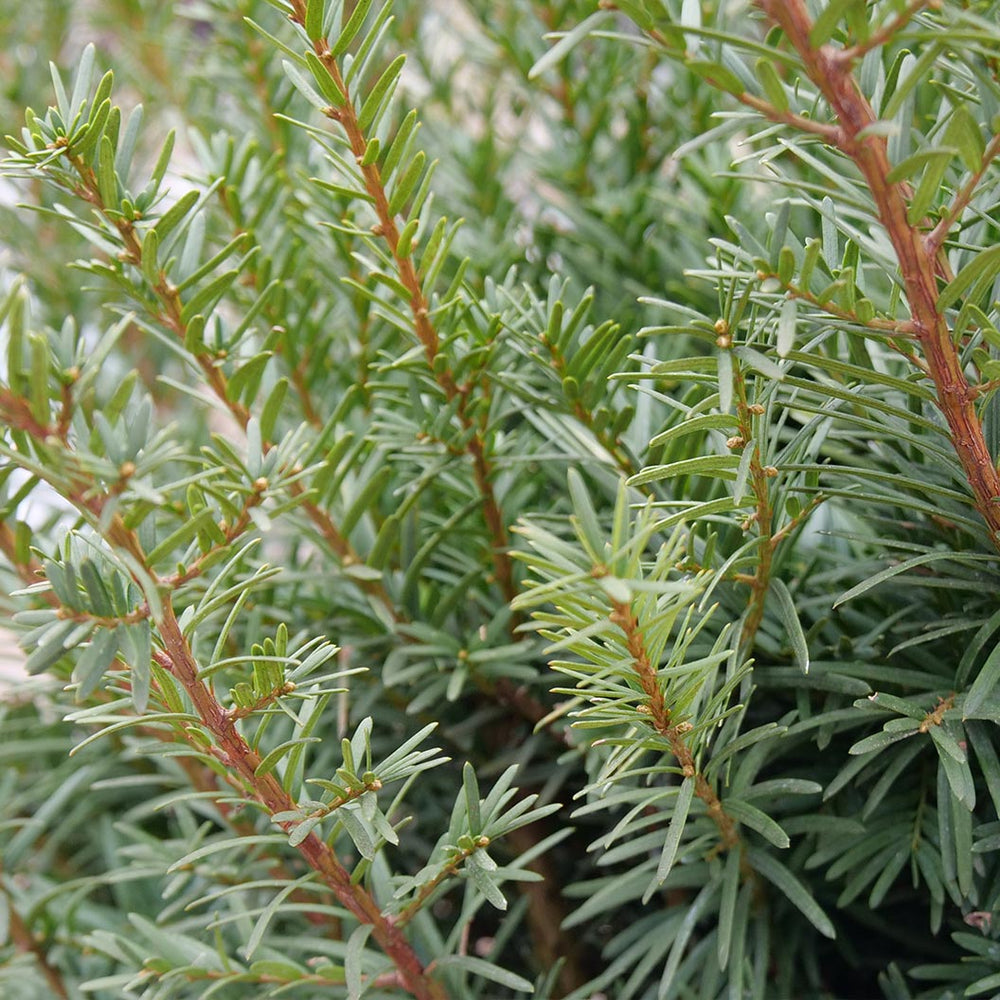 Proven Winners® Stonehedge Dark Druid® Yew