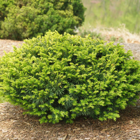 Proven Winners® Stonehedge Dark Druid® Yew