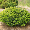 Proven Winners® Stonehedge Dark Druid® Yew