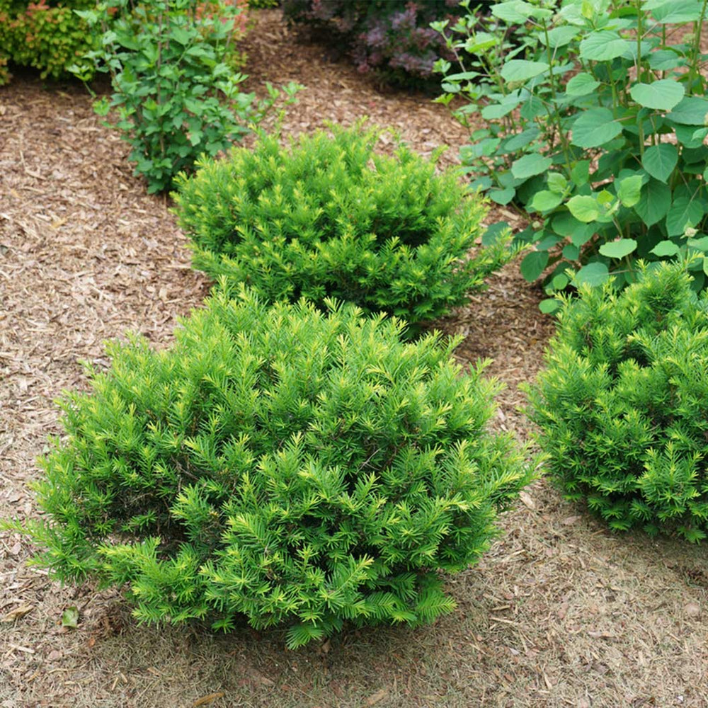 Proven Winners® Stonehedge Dark Druid® Yew