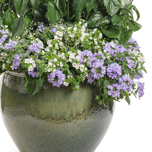 Proven Winners®  Superbena Royale® Stormburst Verbena