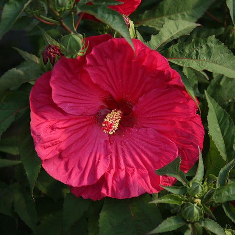 'Summer in Paradise' Hibiscus
