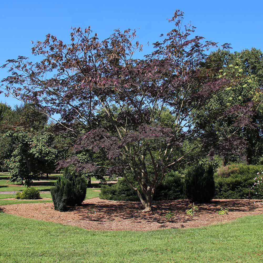 Bloomables® Summer Chocolate Mimosa Tree