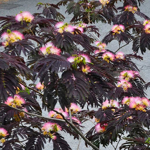 Summer Chocolate Mimosa Tree