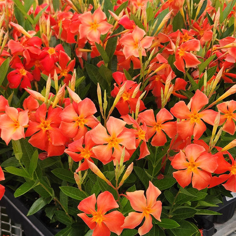 Sun Parasol® FiredUp™ Orange Mandevilla Plant