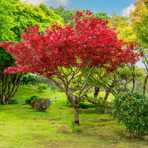 Sun Valley Red Maple Tree