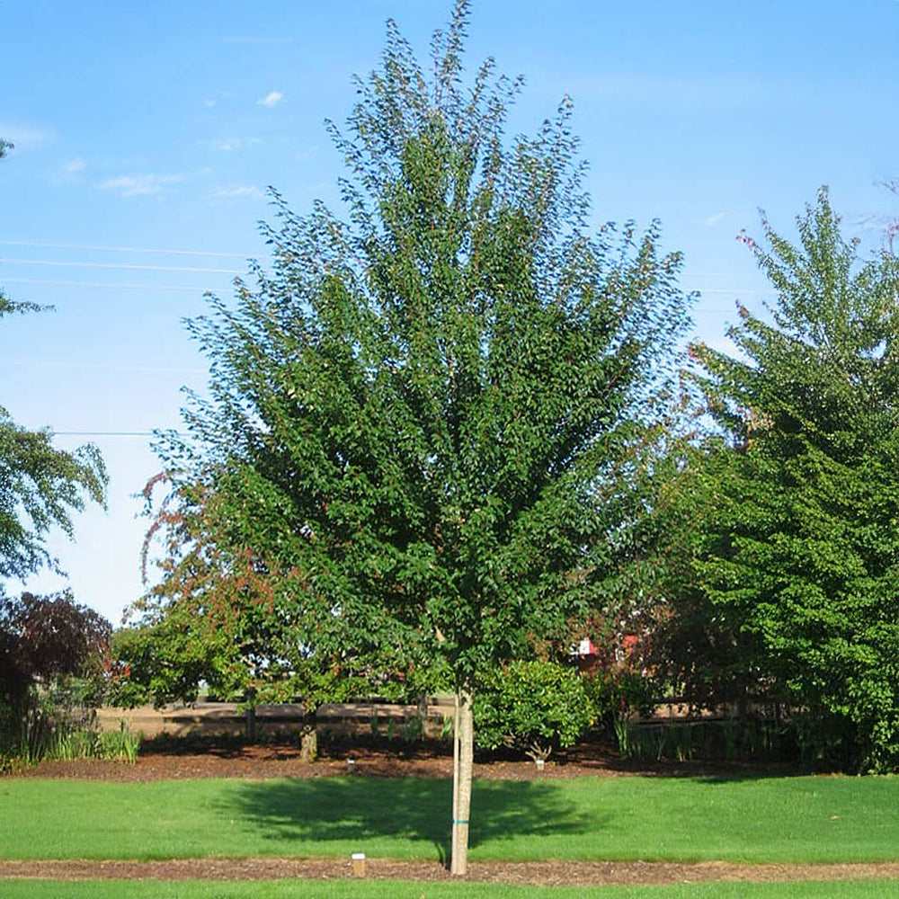 Sun Valley Red Maple Tree