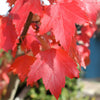 Sun Valley Red Maple Tree