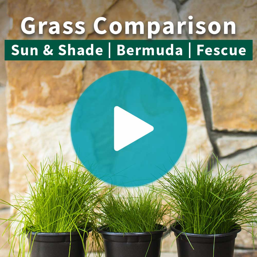 TurboTurf™ Bermudagrass Seed