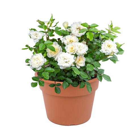 Sunblaze® Bridal Rose in Deco Pot