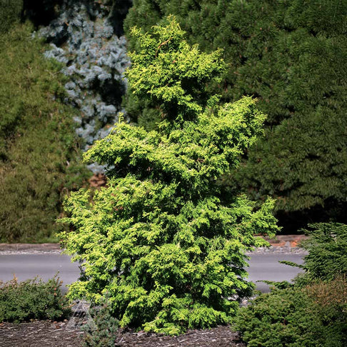 Iseli® Sunny Swirl Hinoki Cypress Tree