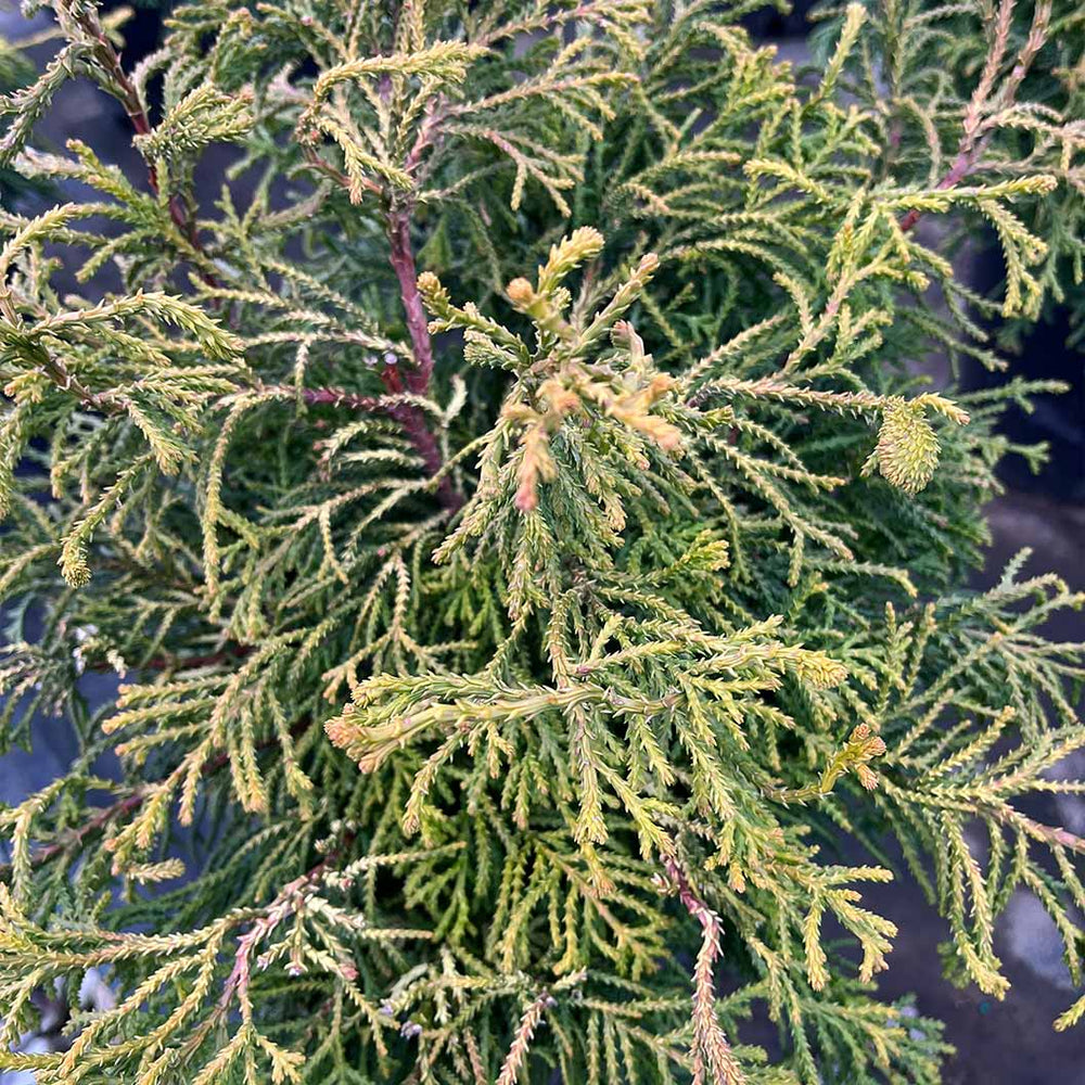 Iseli® Sunny Swirl Hinoki Cypress Tree