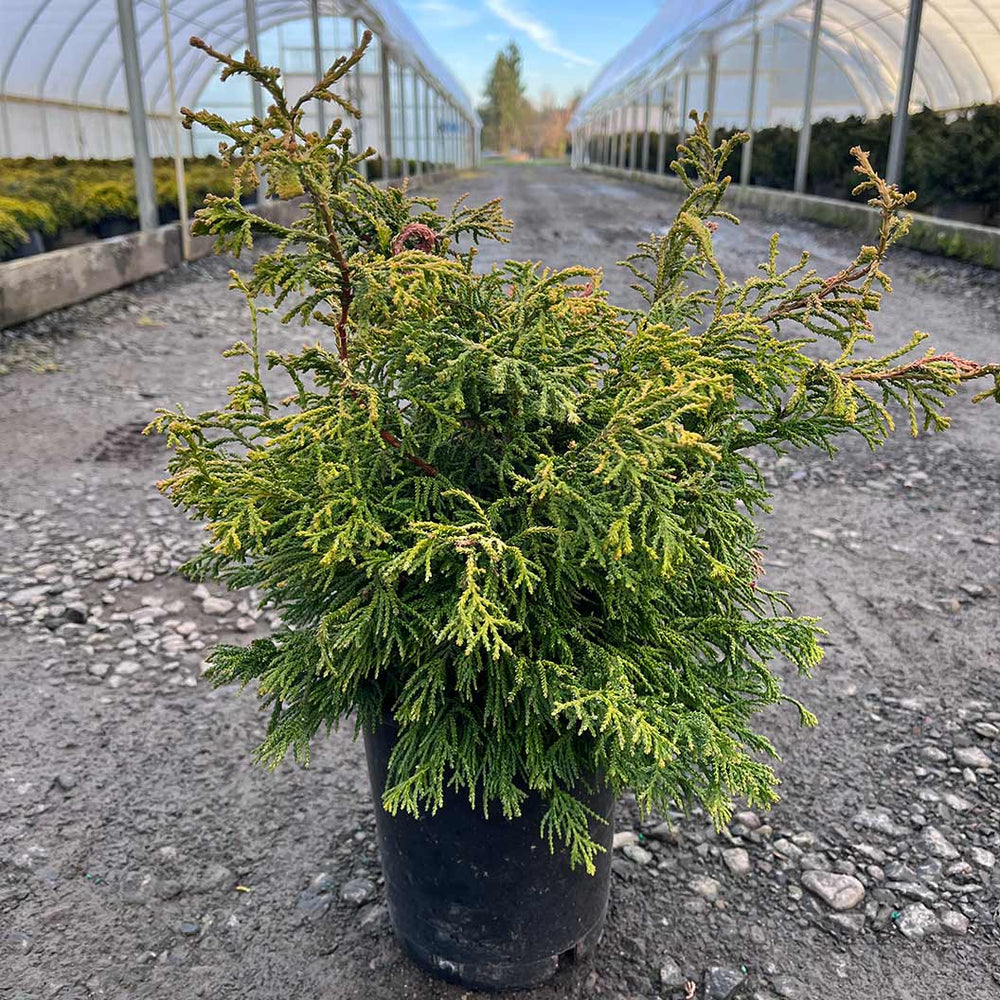 Iseli® Sunny Swirl Hinoki Cypress Tree