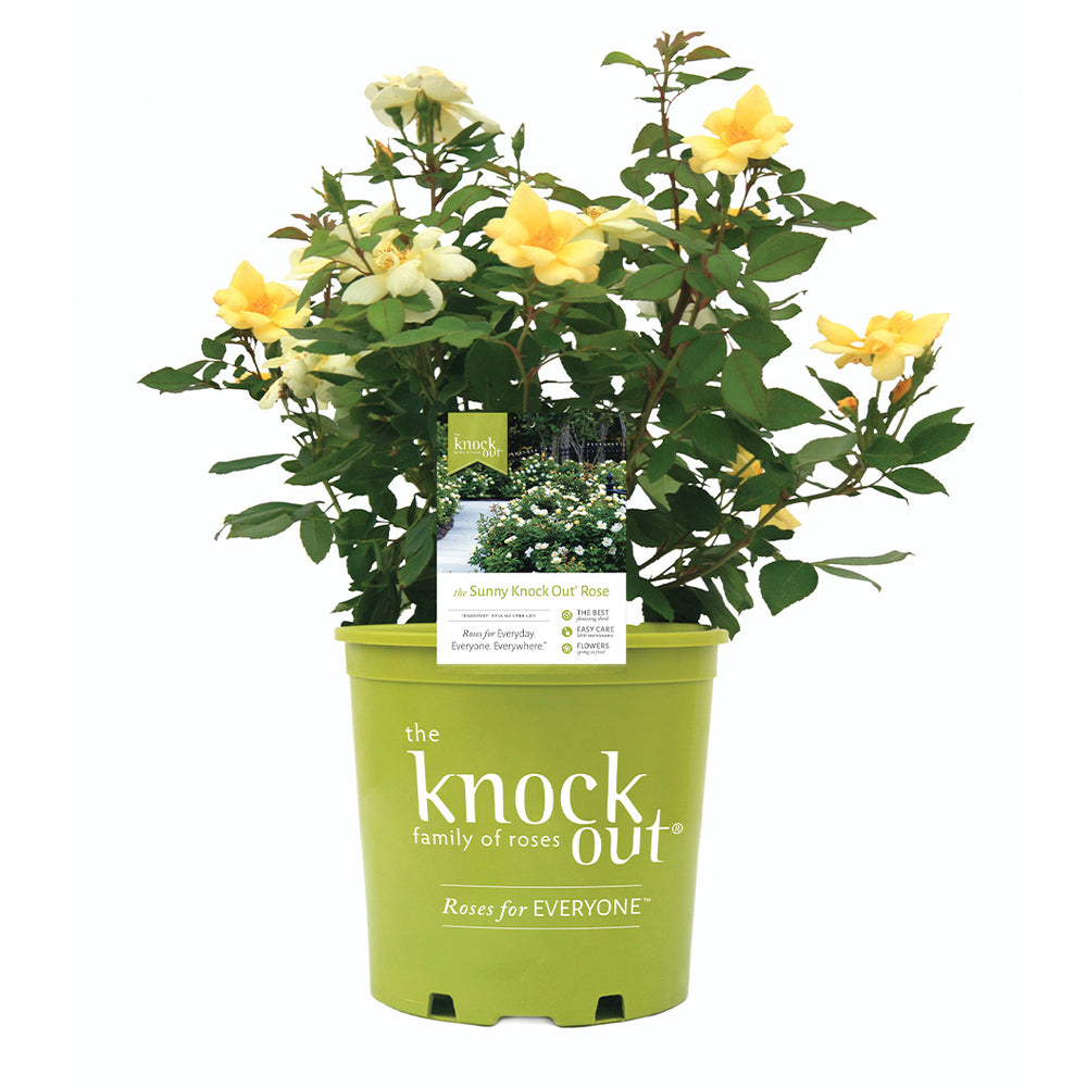 Sunny Knock Out® Rose Shrub