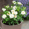 Sunblaze® Bridal Rose in Deco Pot