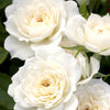 Sunblaze® Bridal Rose in Deco Pot