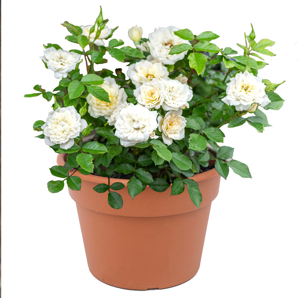 Sunblaze® Bridal Rose in Deco Pot