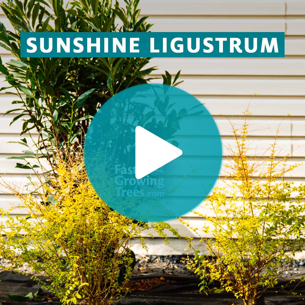 Southern Living® Sunshine Ligustrum Shrub