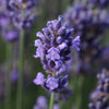Better Versions® SuperBlue English Lavender Plant