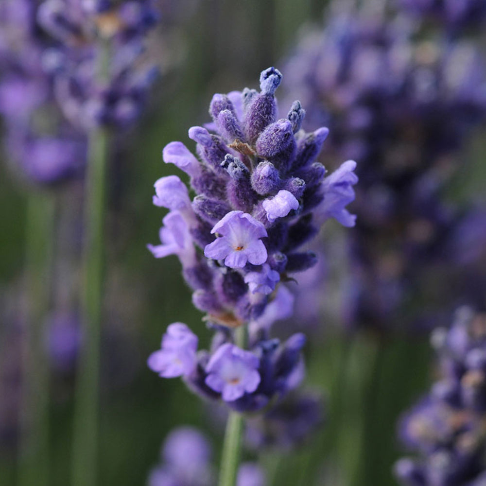 Better Versions® SuperBlue English Lavender Plant