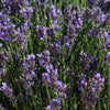 Better Versions® SuperBlue English Lavender Plant