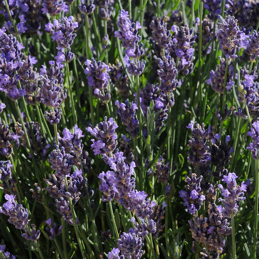 Better Versions® SuperBlue English Lavender Plant