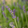 SuperBlue English Lavender Plant