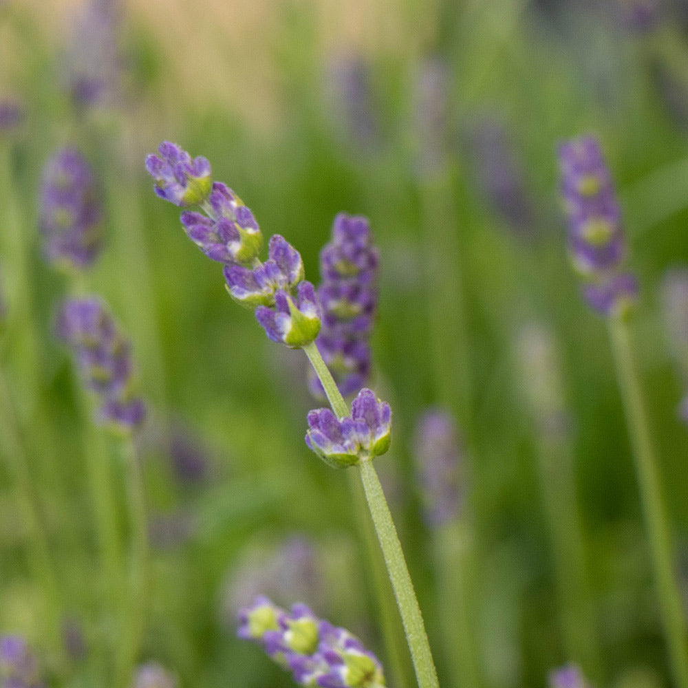 SuperBlue English Lavender Plant