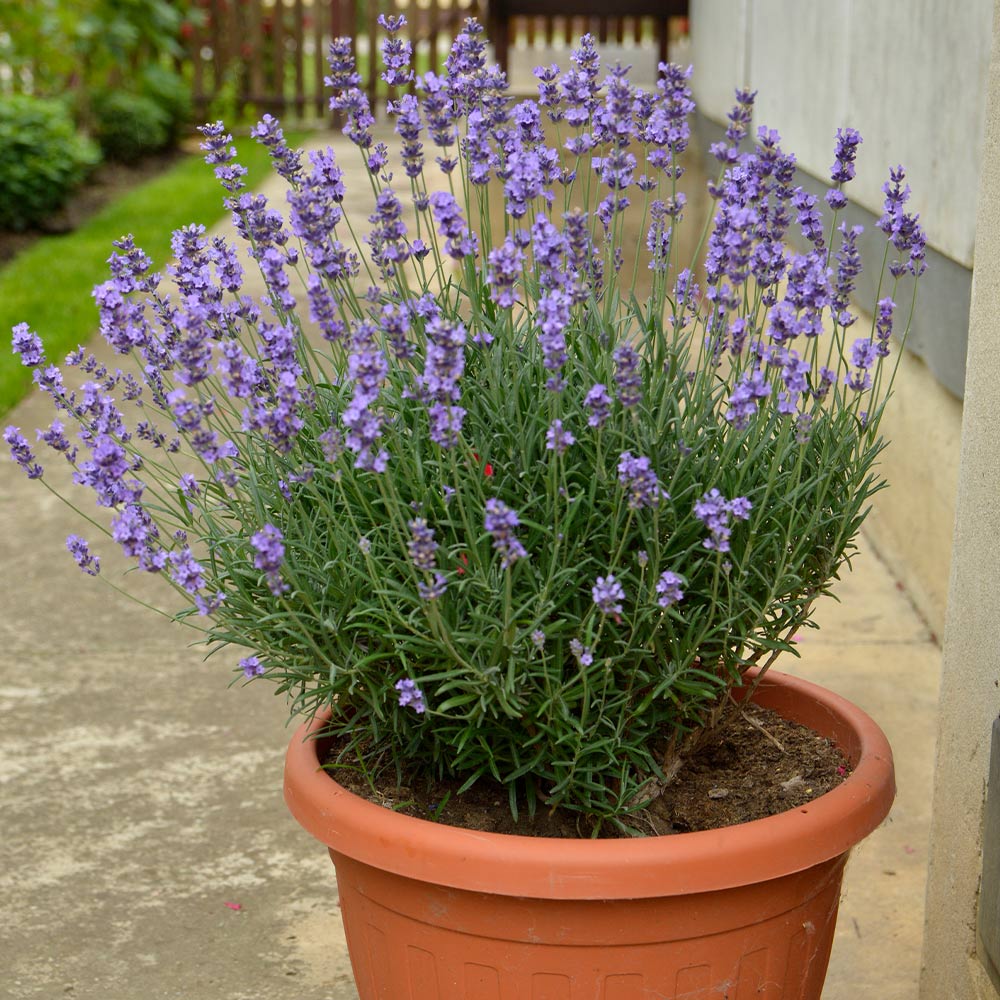 SuperBlue English Lavender Plant