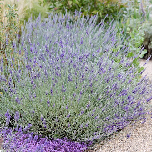 SuperBlue English Lavender Plant